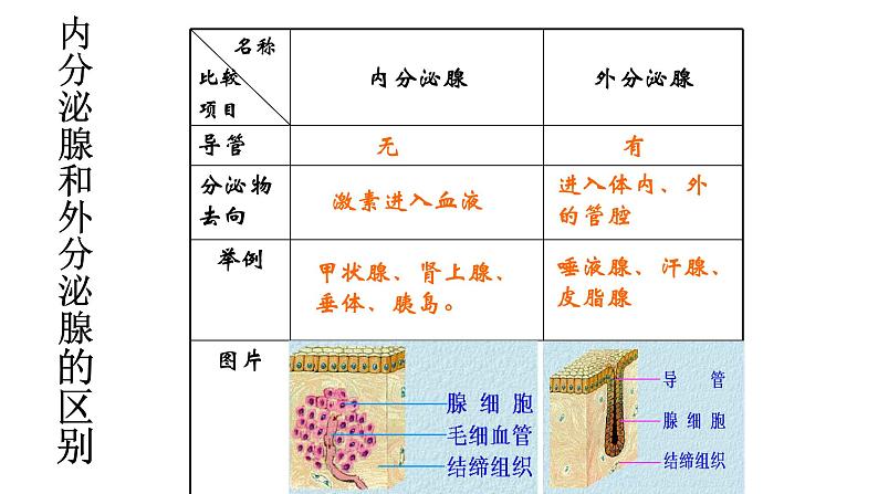 1 3.1 激素与内分泌系统 课件(共52张PPT)第8页