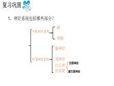 1 2.2 神经调节的基本方式 课件(共30张PPT)