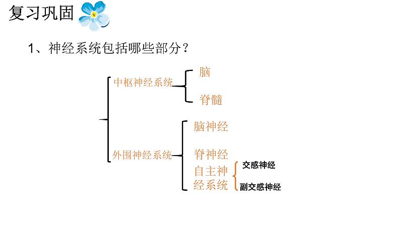 1 2.2 神经调节的基本方式 课件(共30张PPT)01