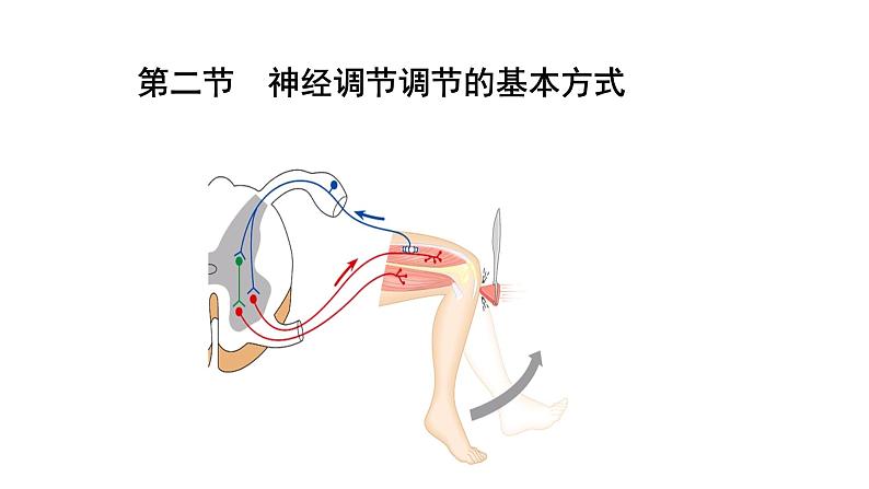 1 2.2 神经调节的基本方式 课件(共30张PPT)03