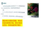 1 2.2 神经调节的基本方式 课件(共30张PPT)