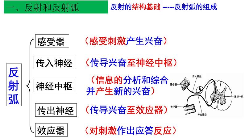 1 2.2 神经调节的基本方式 课件(共30张PPT)07