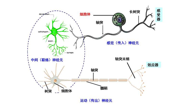 1 2.2 神经调节的基本方式 课件(共30张PPT)08