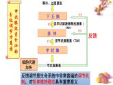 1 3.3 体液调节与神经调节的关系 课件(共52张PPT)