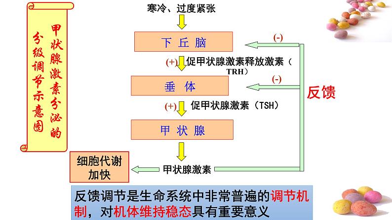 1 3.3 体液调节与神经调节的关系 课件(共52张PPT)02