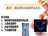 1 3.3 体液调节与神经调节的关系 课件(共52张PPT)