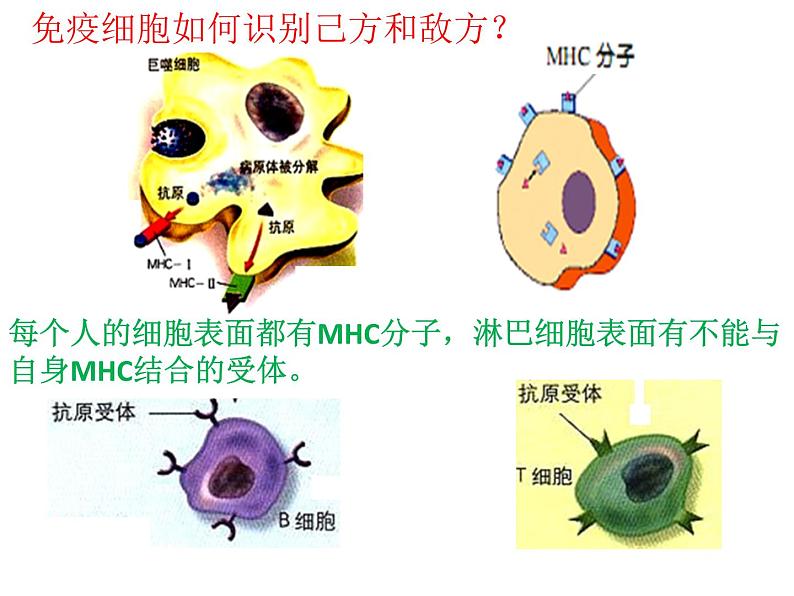 1 4.2 特异性免疫 课件(共23张PPT)第5页