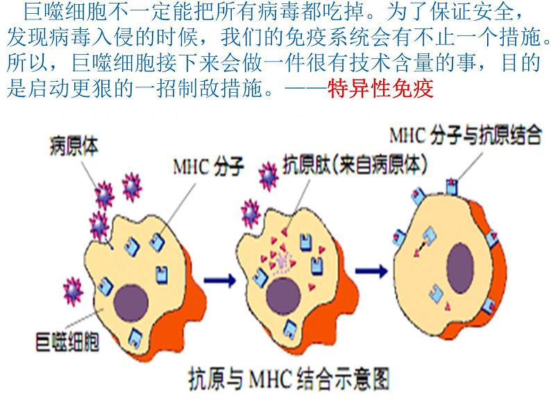 1 4.2 特异性免疫 课件(共23张PPT)第7页