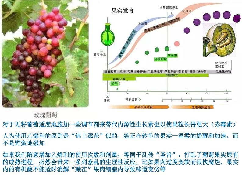 1 5.3 植物生长调节剂的应用 课件(共16张PPT)第2页