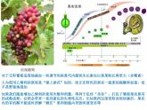 1 5.3 植物生长调节剂的应用 课件(共16张PPT)