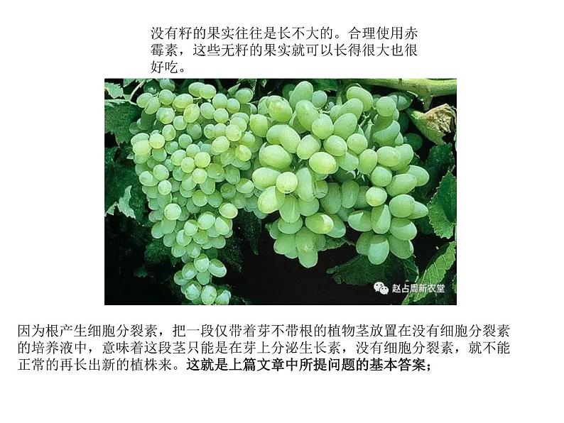 1 5.3 植物生长调节剂的应用 课件(共16张PPT)第4页