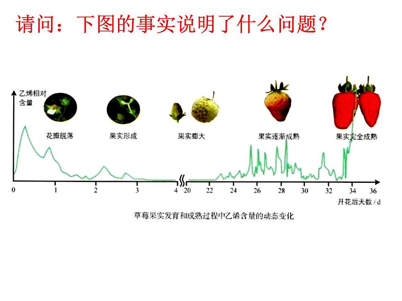 1 5.2 其他植物激素 课件(共22张PPT)06