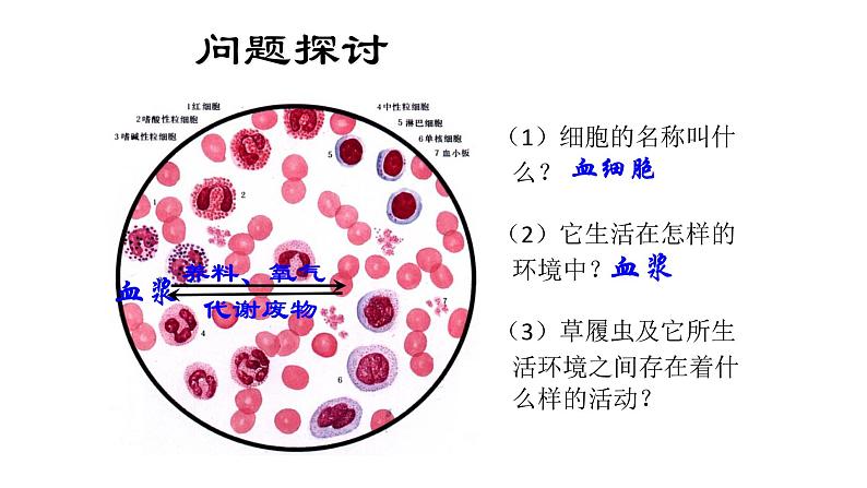 1 1.1 细胞生活的环境  课件(共56张PPT)04