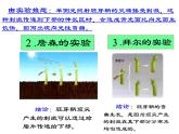 1 5.1 植物生长素 课件(共22张PPT)