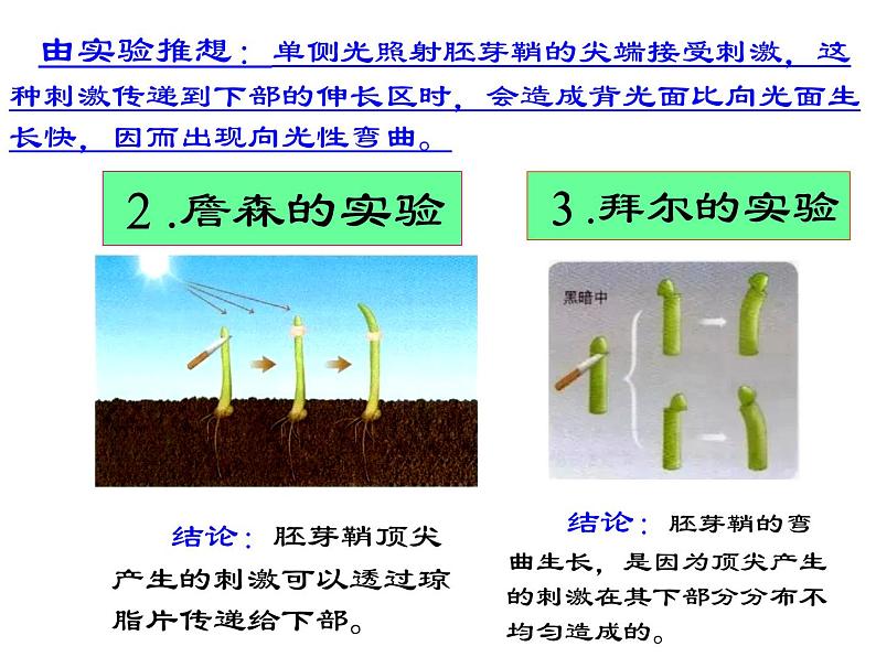 1 5.1 植物生长素 课件(共22张PPT)05