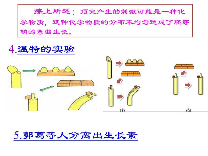 1 5.1 植物生长素 课件(共22张PPT)06