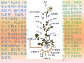 1 5.4 环境因素参与调节植物的生命活动 课件(共13张PPT)