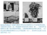 1 5.4 环境因素参与调节植物的生命活动 课件(共13张PPT)