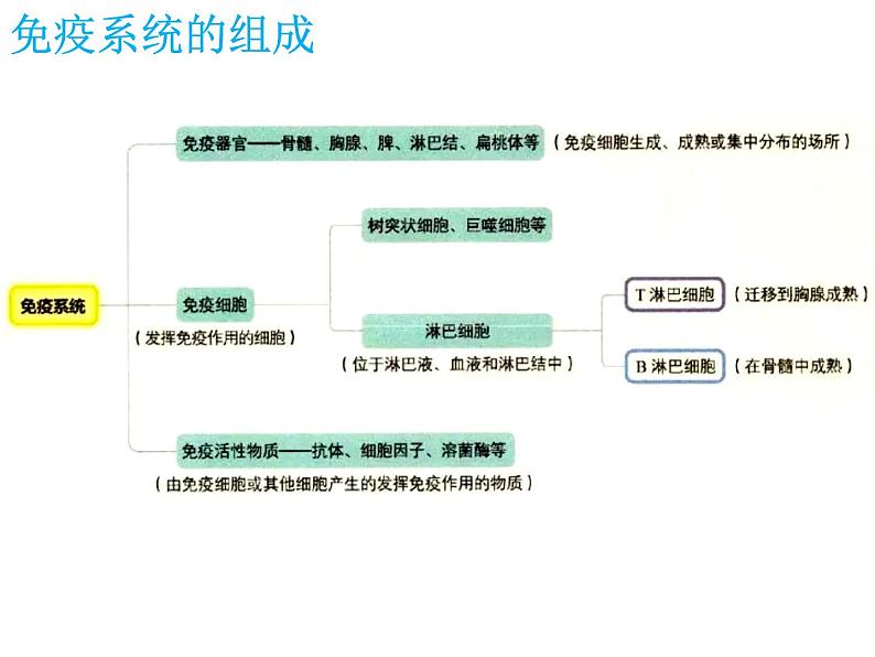 1 4.1 免疫系统的组成和功能 课件(共18张PPT)06