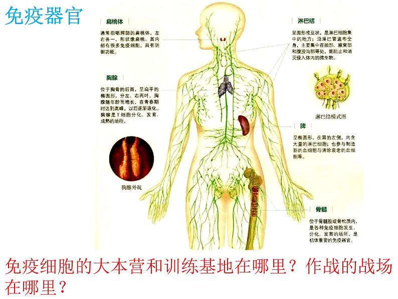 1 4.1 免疫系统的组成和功能 课件(共18张PPT)08