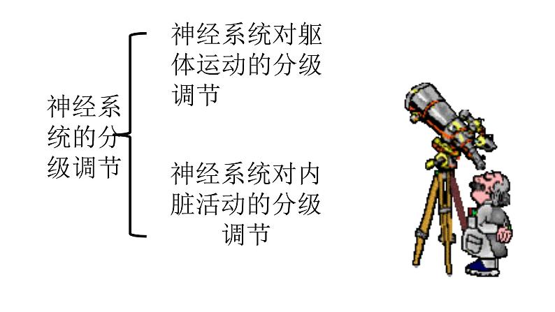 1 2.4 神经系统的分级调节 课件(共24张PPT)05