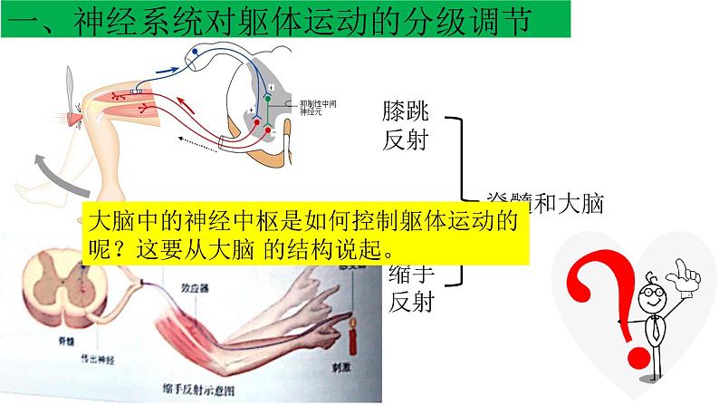 1 2.4 神经系统的分级调节 课件(共24张PPT)06