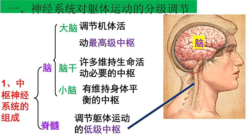 1 2.4 神经系统的分级调节 课件(共24张PPT)08