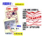 1 1.1 细胞生活的环境  课件(共56张PPT)(1)