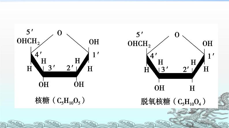 2.4 细胞中的糖类和脂质 PPT课件第5页