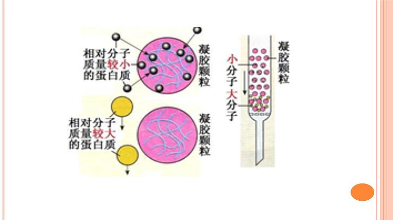 专题五 课题3血红蛋白的提取和分离课件PPT04