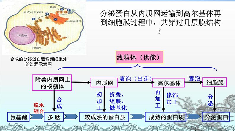 高中生物人教版 (新课标) 必修1课件  3.2 细胞器-系统内的分工合作（二）第8页