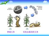 人教版高中生物选修3专题1基因工程1.2基因工程的基本操作程序上课课件