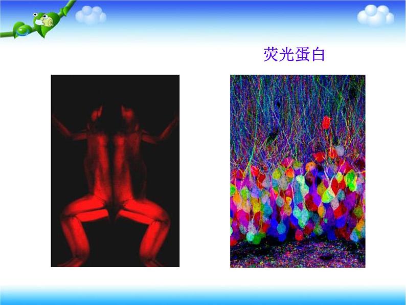 人教版高中生物选修3专题1基因工程1.4蛋白质工程的崛起上课课件02