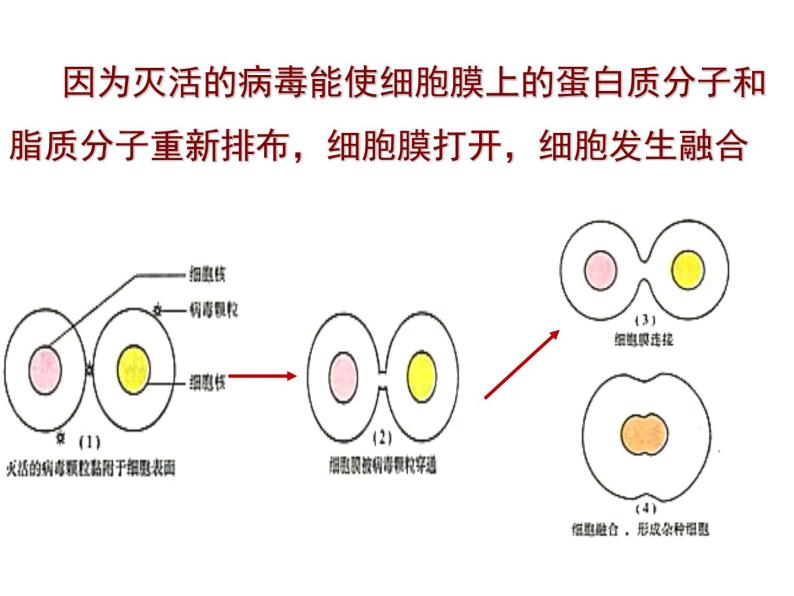 2021学年二 动物细胞融合技术与单克隆抗体教课ppt课件-教习网|课件下载