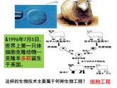 选修三2.1.1植物细胞工程的基本技术（共32张PPT）