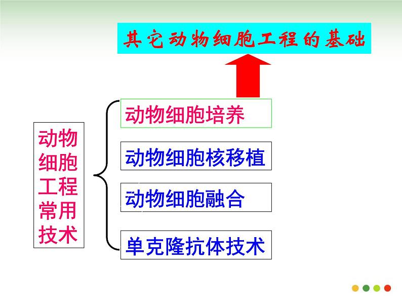 选修三2.2.1动物细胞培养和核移植技术（共28张PPT）02