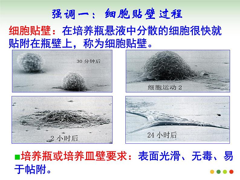 选修三2.2.1动物细胞培养和核移植技术（共28张PPT）06