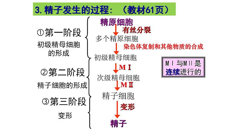 选修三3.1 体内受精和早期胚胎发育（共55张PPT）05