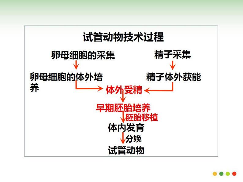 选修三3.2体外受精和早期胚胎培养（共37张PPT）04