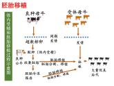 选修三3.3胚胎工程的应用及前景（共46张PPT）