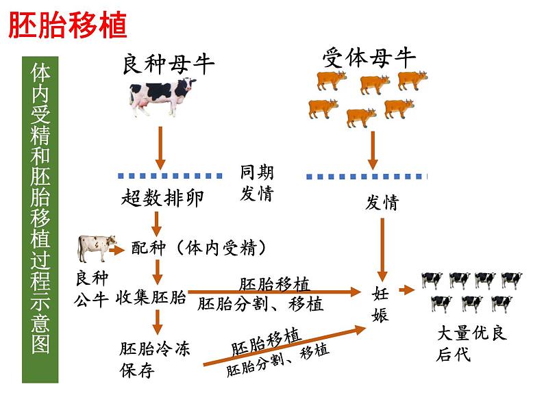 选修三3.3胚胎工程的应用及前景（共46张PPT）03