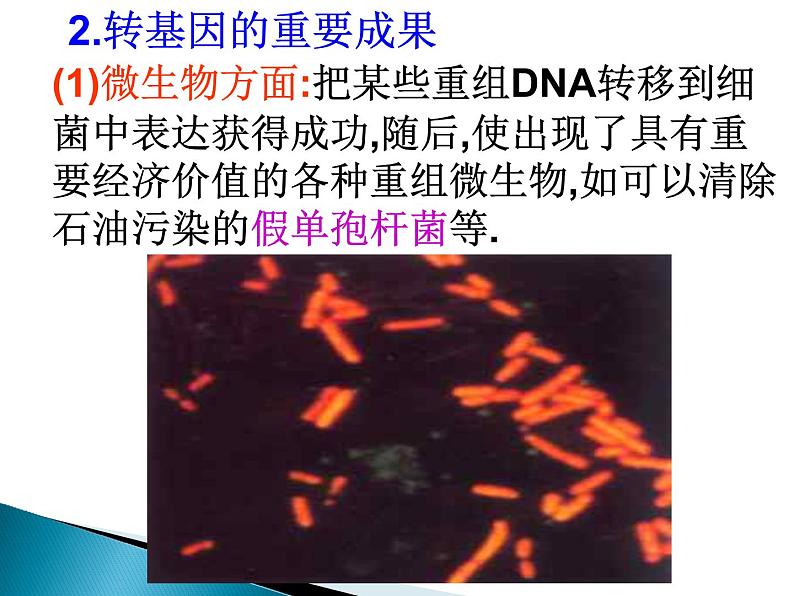 选修三4.1转基因生物的安全性（共19张PPT）03