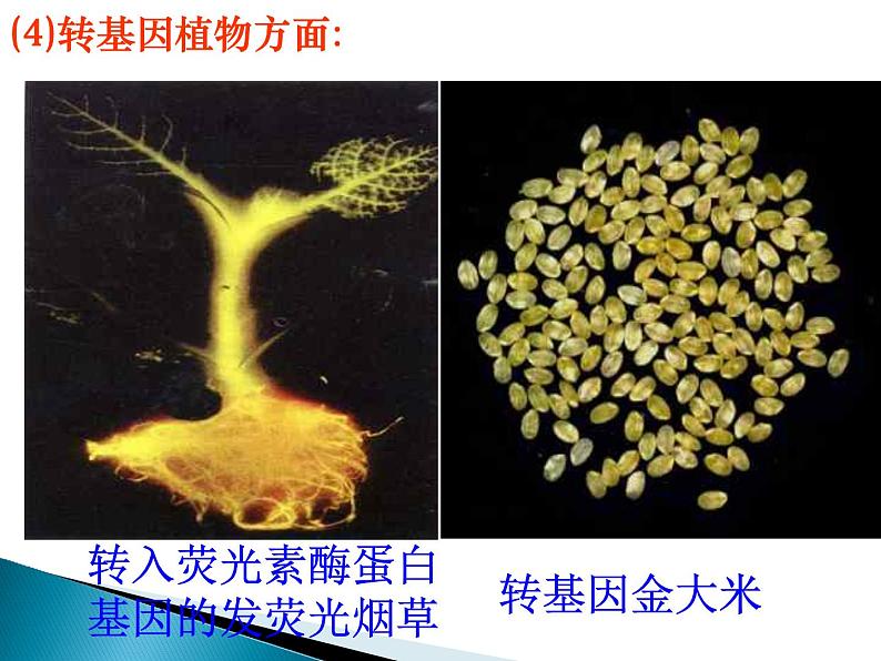 选修三4.1转基因生物的安全性（共19张PPT）06