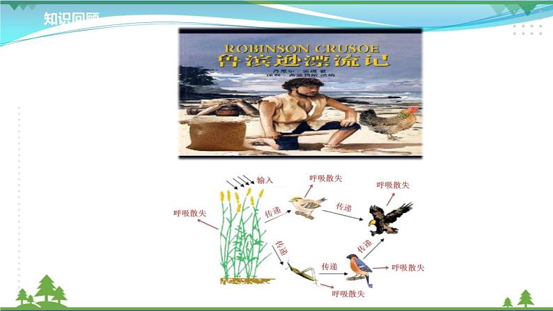 [人教版]生物选择性必修2  3.3生态系统的物质循环( 课件+教案)03