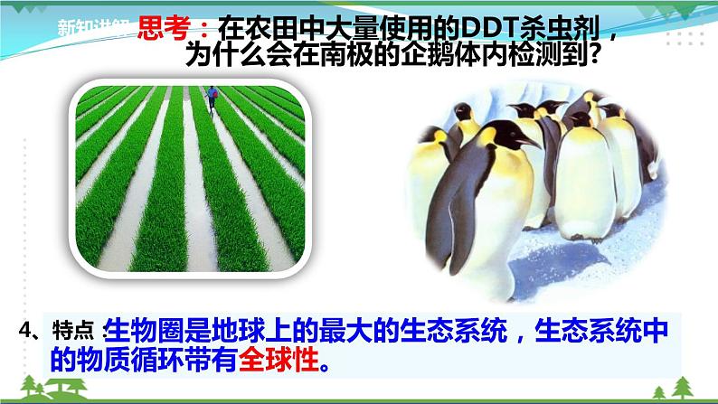 [人教版]生物选择性必修2  3.3生态系统的物质循环( 课件+教案)07