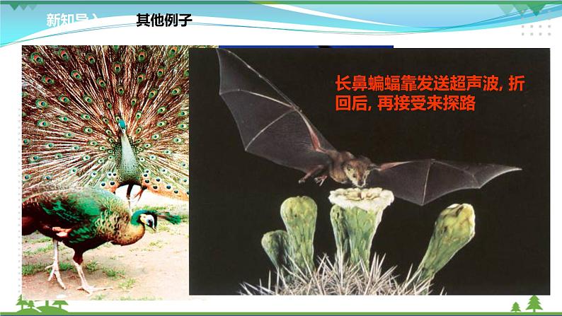 [人教版]生物选择性必修2  3.4生态系统的信息传递( 课件+教案)04