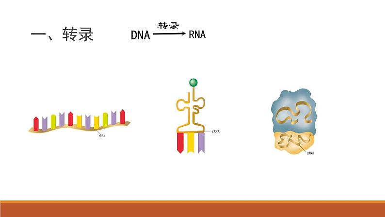 4.1基因指导蛋白质的合成课件2020-2021学年高一生物人教版必修二03