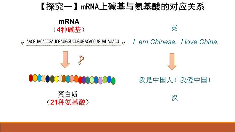 4.1基因指导蛋白质的合成课件2020-2021学年高一生物人教版必修二05