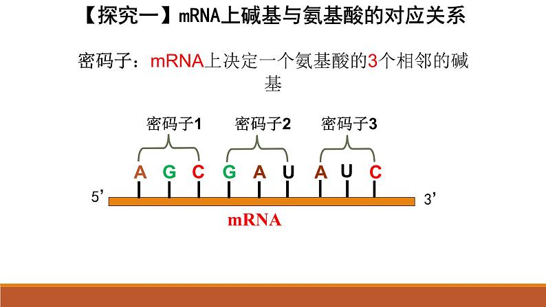 4.1基因指导蛋白质的合成课件2020-2021学年高一生物人教版必修二07