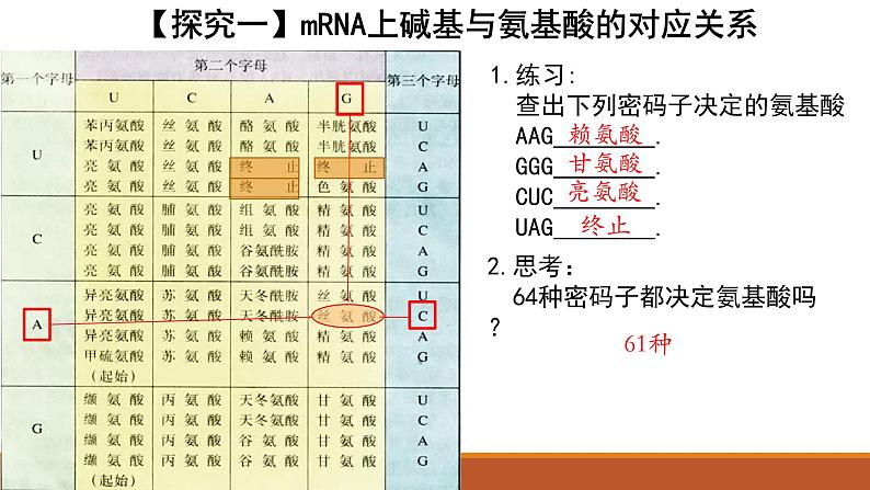 4.1基因指导蛋白质的合成课件2020-2021学年高一生物人教版必修二08